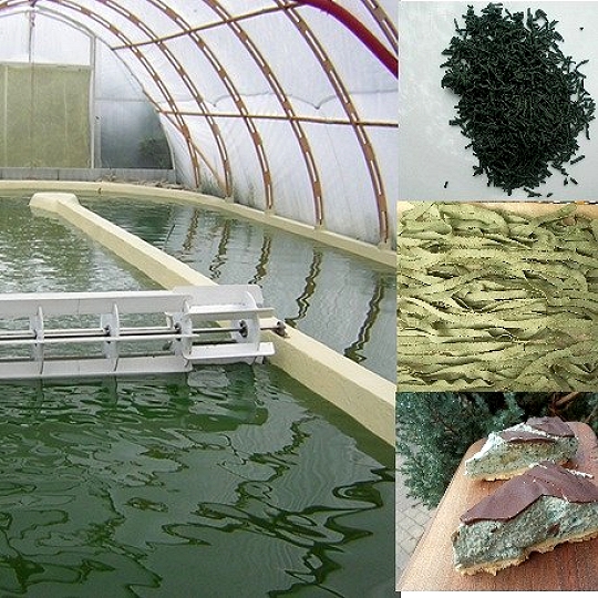 SPIRULINA - BELJAKOVINSKA HRANA PRIHODNOSTI